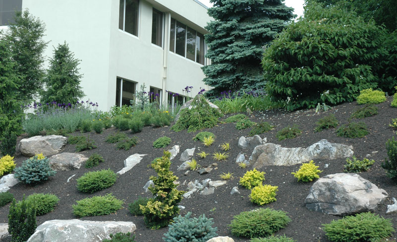 Office Park Slope after rock placement and planting