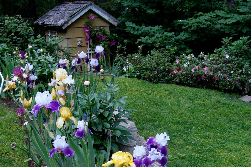 Springtime Iris and Peonies